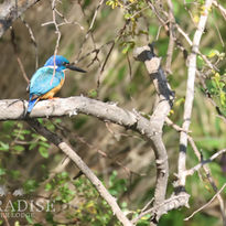 Half-collared Kingfisher.jpg