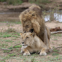 Mating lions