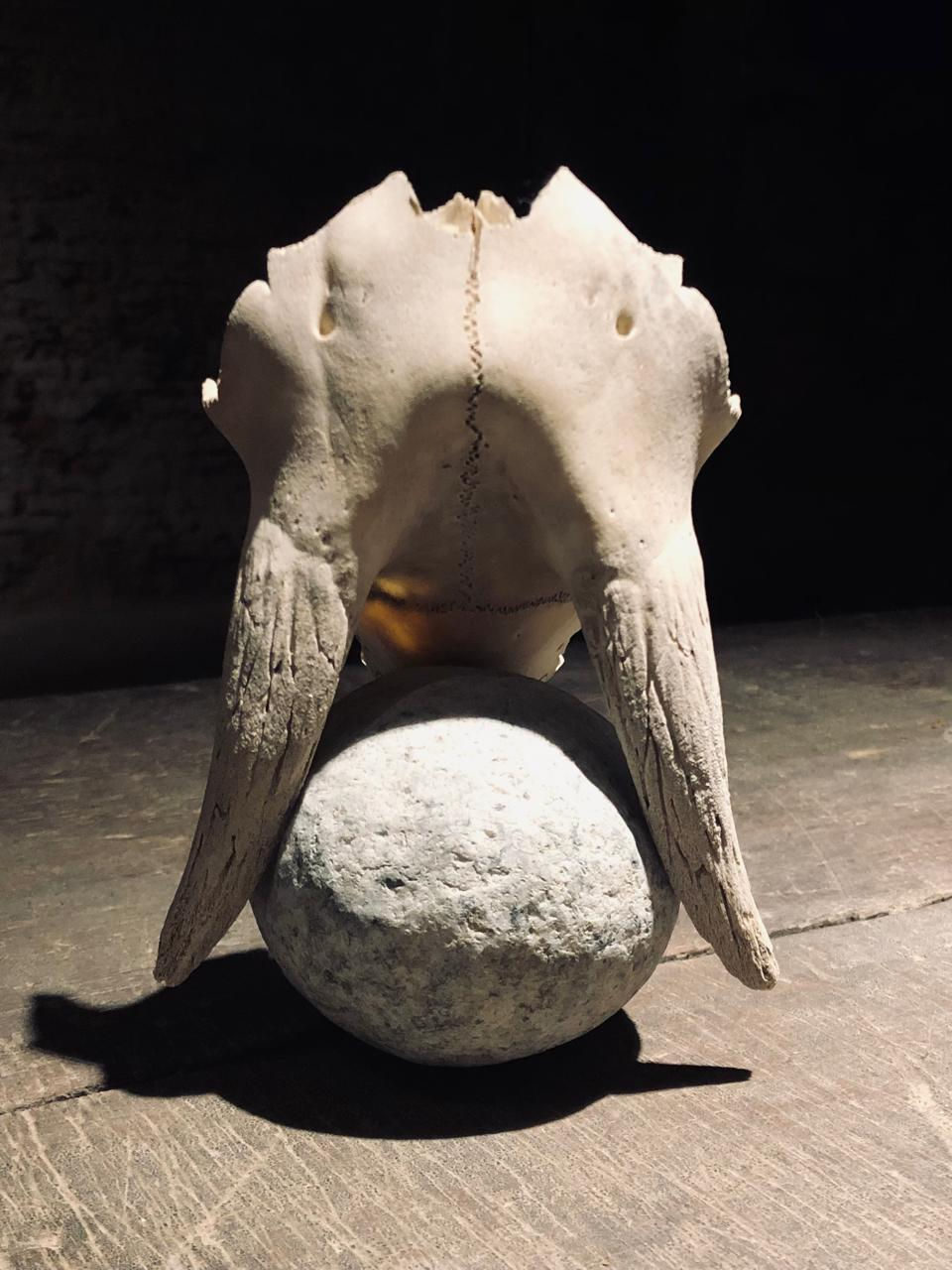De la serie multiespecies
