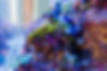 Corals 2.jpeg
