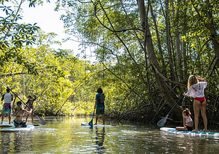 gallery-damas-mangrove-paddleboard-tour-002.jpg