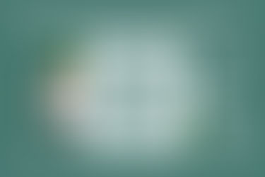 Support The Sloth Institute: 