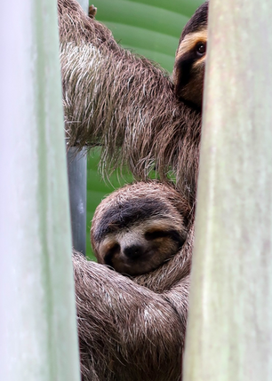 Hello, Again From the Sloth Institute by Elly King
