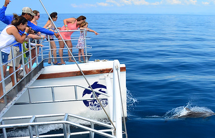 People on the catamaran spot dolphins