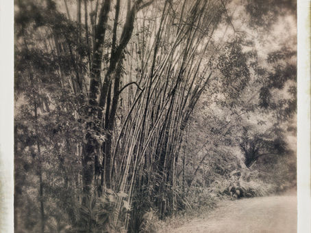 Bamboo