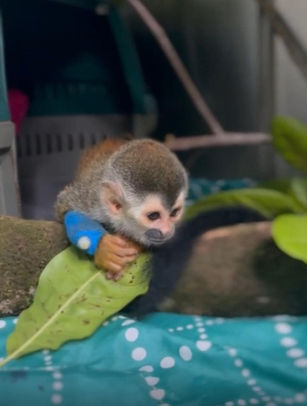 Nature: Lucy's Second Chance - The Journey of a Young Squirrel Monkey - Kids Saving the Rainforest