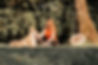 Delphine, Las Vegas & Ankara_0025_1.jpg