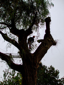 008wge-pho07_SaulePleureur_009