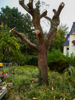 018wge-pho07_SaulePleureur_029