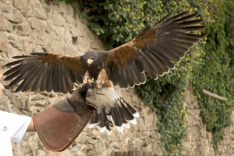 La Volerie des Aigles