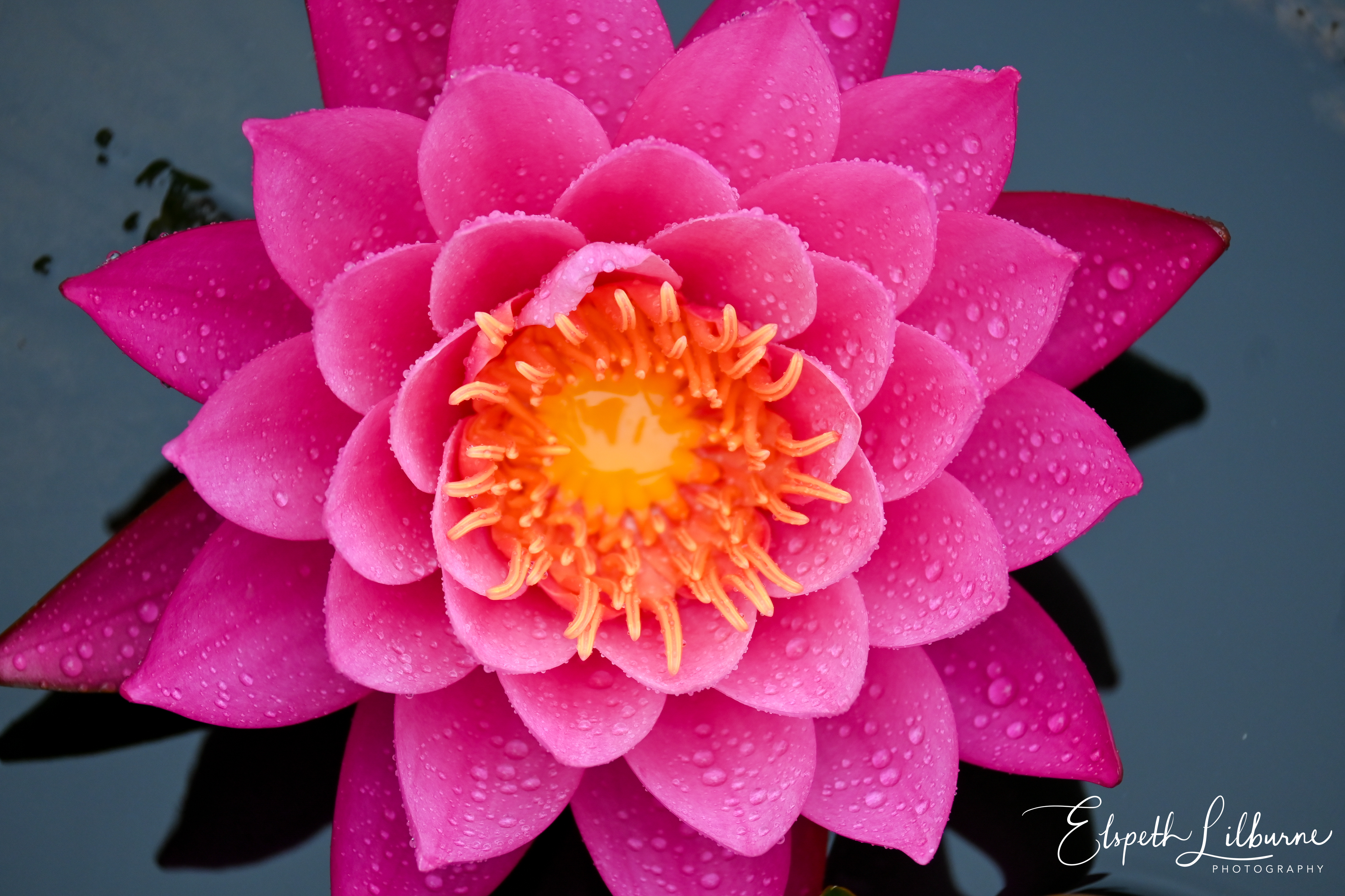 blue-lotus-water-garden-january-2024