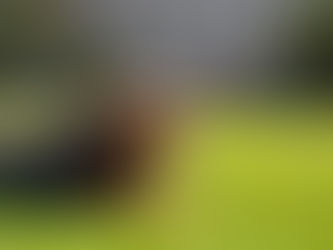 Spring Pet Care Tips for Arvada and Westminster Pet Owners