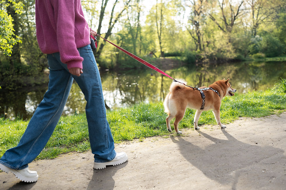 Dog walker leading a happy golden retriever through a park in Arvada during a morning walk.