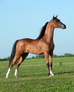 Wall Street Hershey's Show Me Off