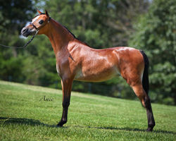 Vermilyea Hersheys Love & Kisses