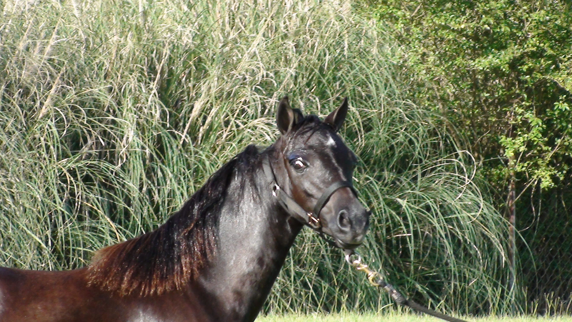 Star Struck's Black Ice