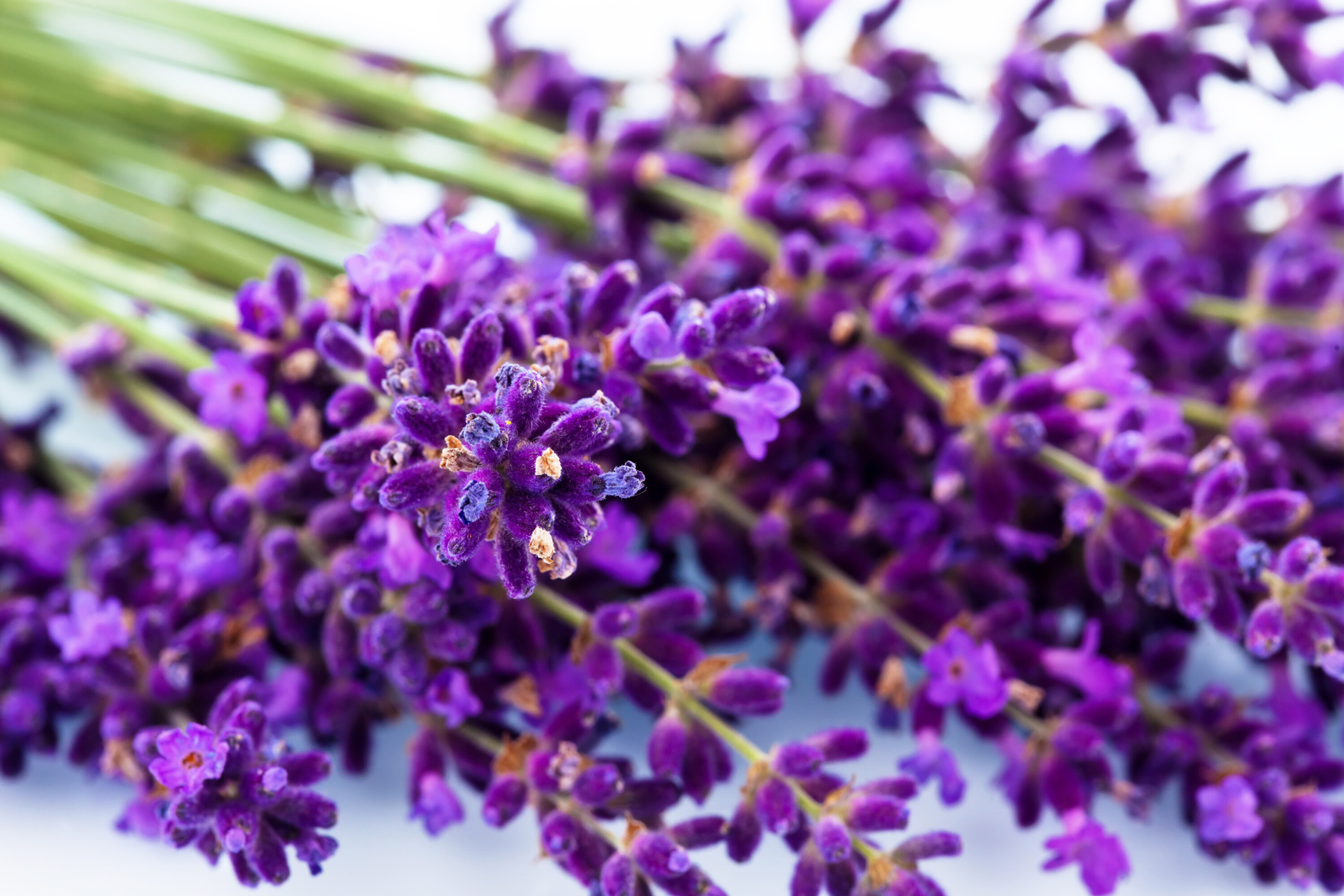 Lavender Fragrance