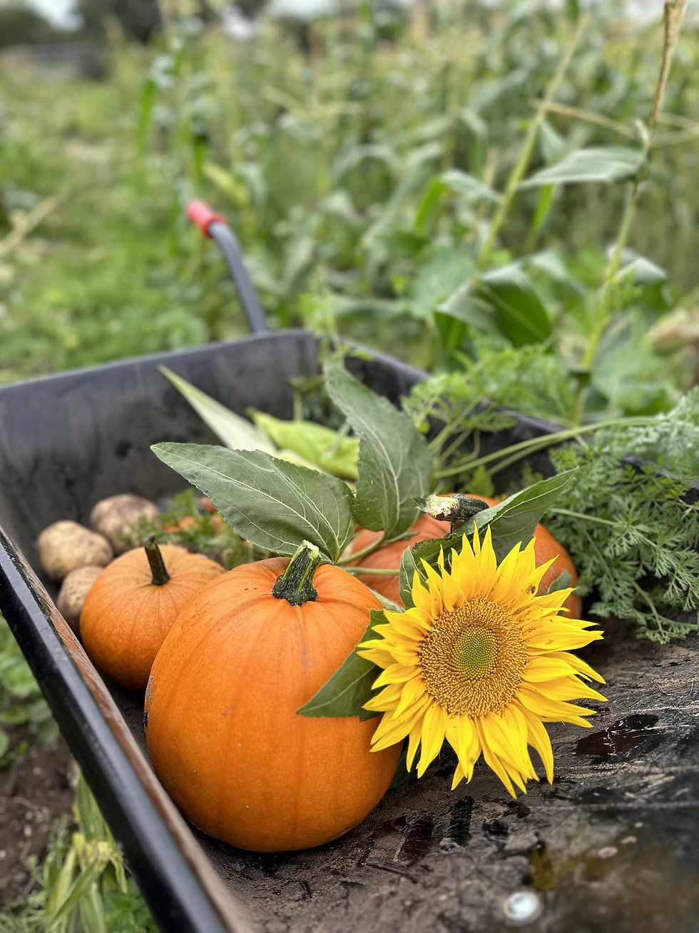Lower Drayton Farm Pumpkin Picking West Midlands