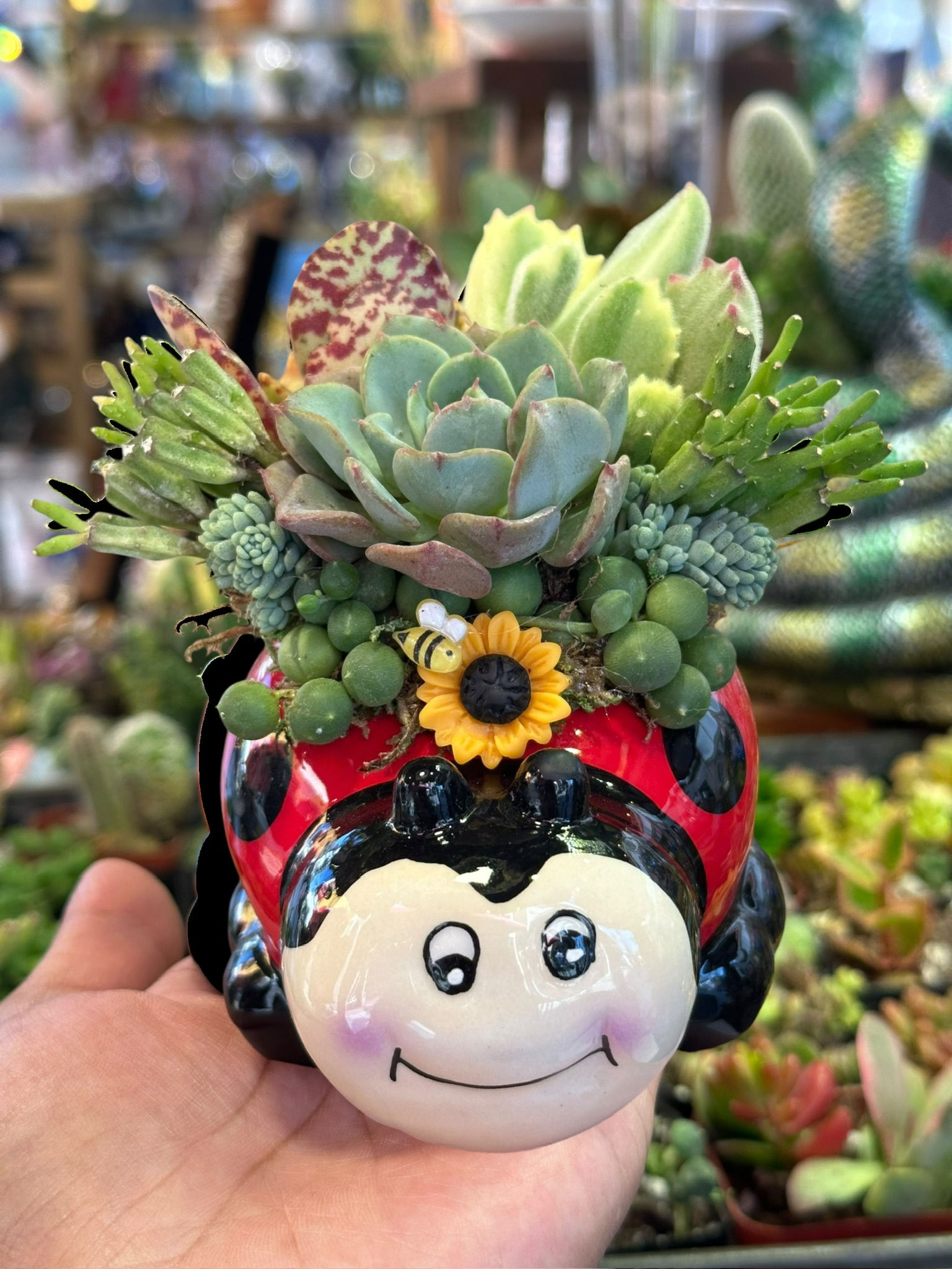 Ladybug Succulent Design