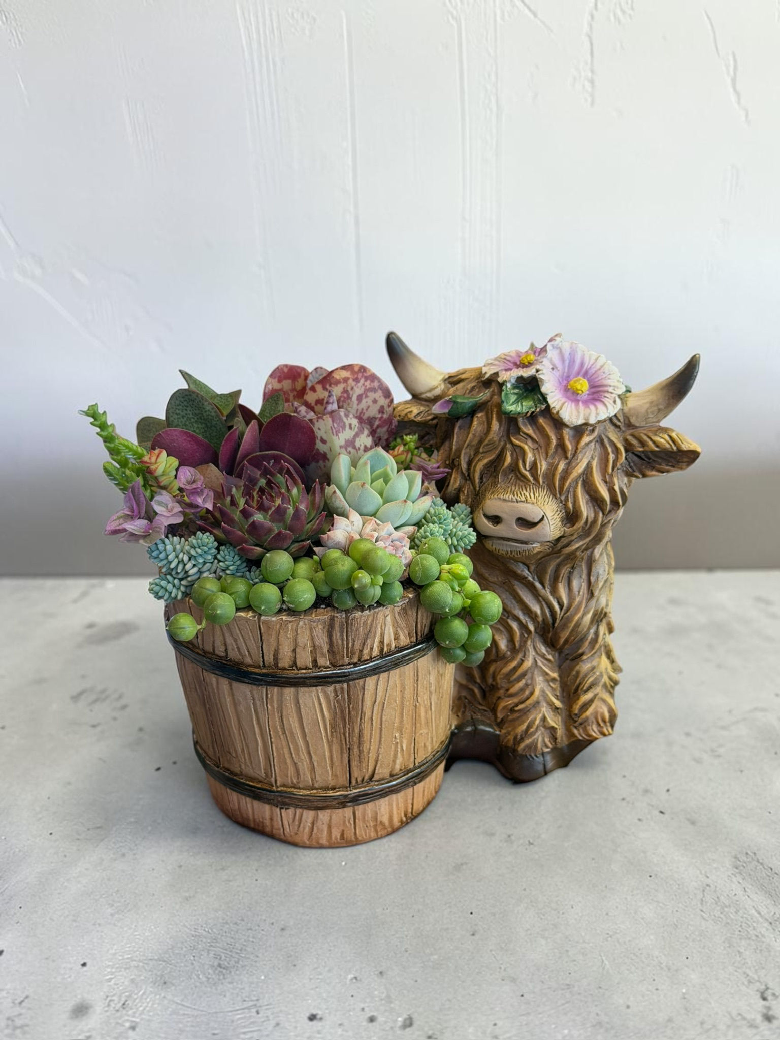Highland Cattle Succulent Design
