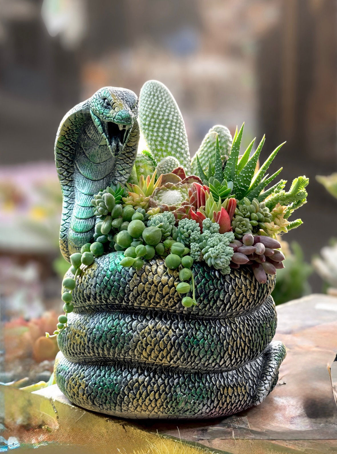 Cobra Snake Succulent Design