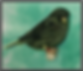 corona_paint_frame