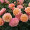 Thumbnail: Peach Melba Rose