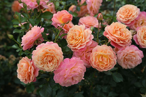Peach Melba Rose