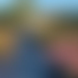 The Apuldram Roses nursery in full bloom