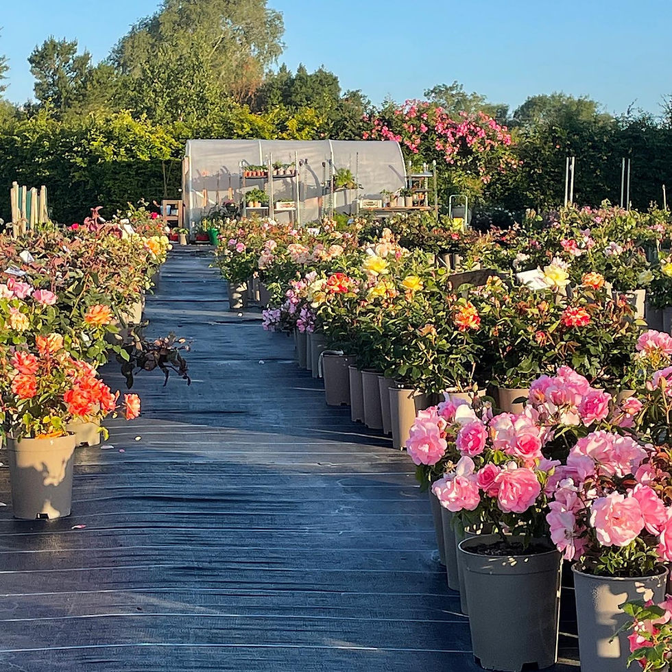 The Apuldram Roses nursery in full bloom