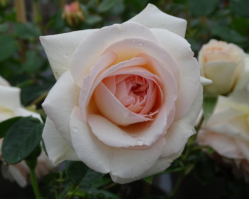 Penny Lane Rose | Shop at Apuldram Roses