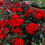 Thumbnail: Remembrance Rose