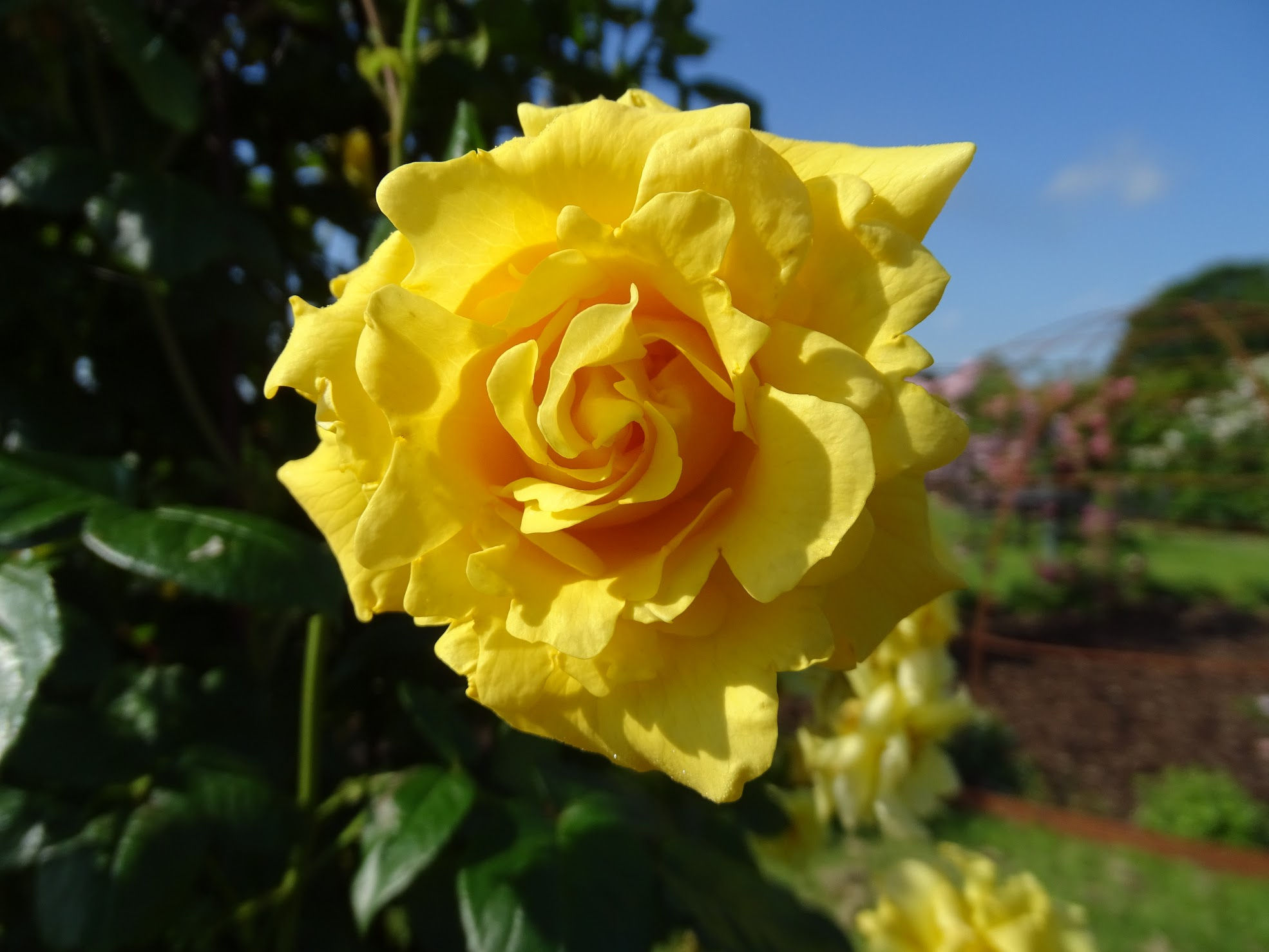 Gardeners Glory Rose