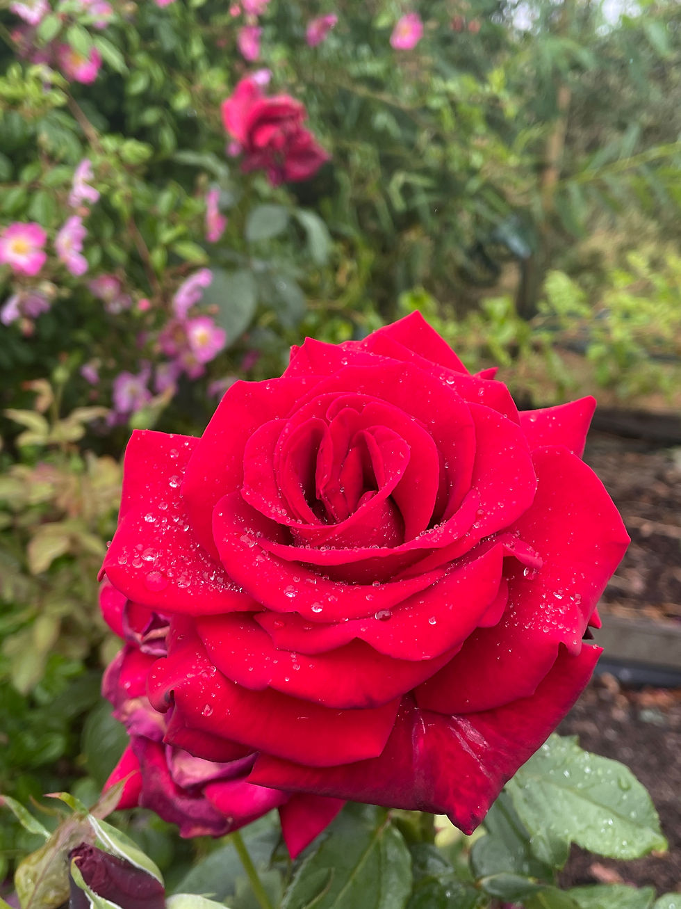 Thumbnail: Claret Rose