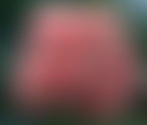 Why Shrub Roses Are the Perfect Choice for Any Garden