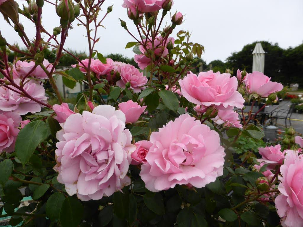 Happy Retirement Rose