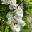 Thumbnail: Rambling rector