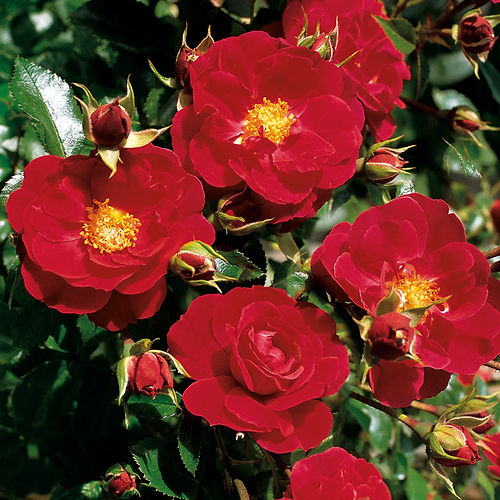 Flower Carpet Ruby Rose
