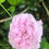 Thumbnail: Jacques Cartier Rose