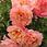 Thumbnail: Peach Melba Rose