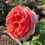 Thumbnail: Duchess of Cornwall Rose