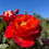Thumbnail: Super Trouper Rose
