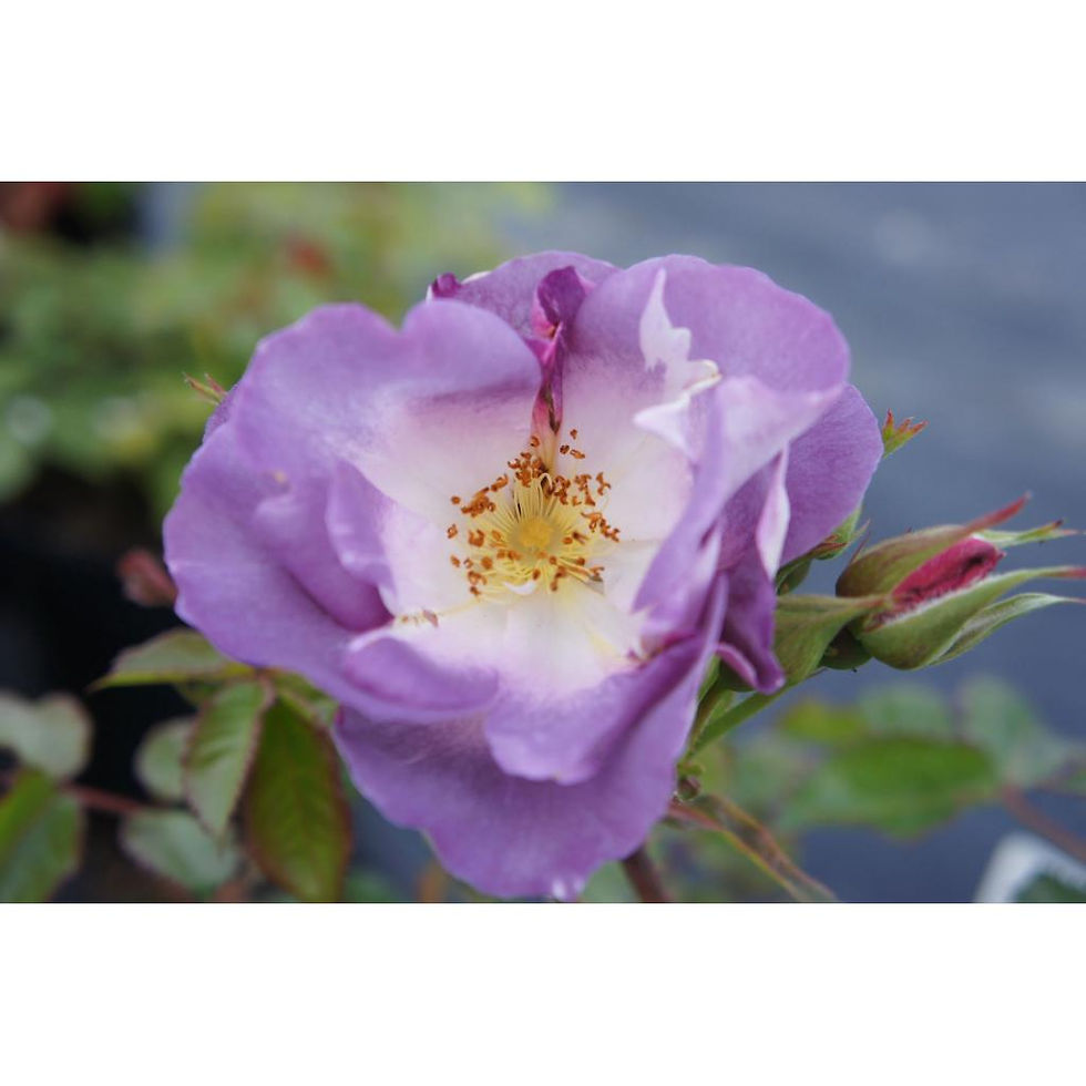 Blue For You - Bred by Peter J James