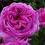 Thumbnail: Madame Isaac Perriere Rose