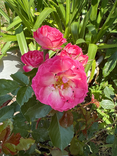 happy roseです。 Happy Memories Rose | Shop at Apuldram Roses