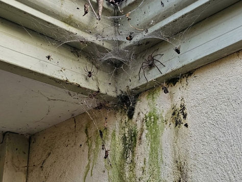 Spider and Insect Control Through Regular Exterior Cleaning