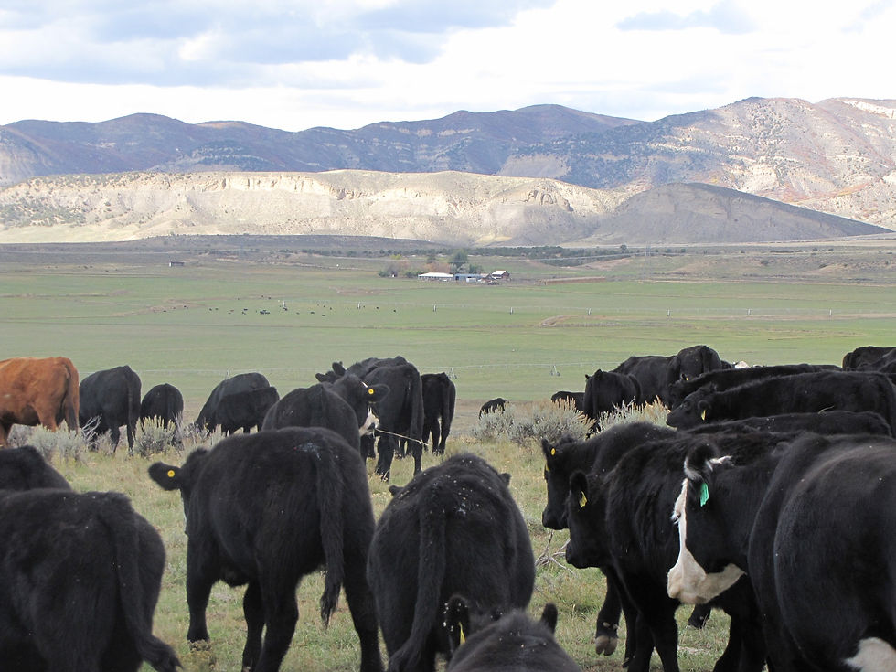Bringing the cows home