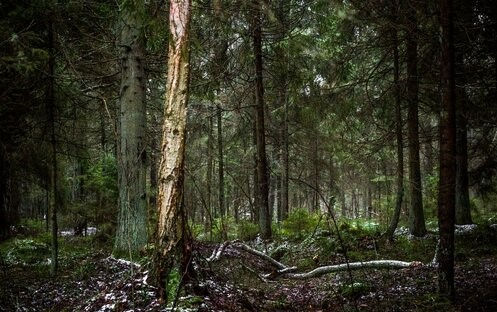 Europian forests shrinking as a result of paper production