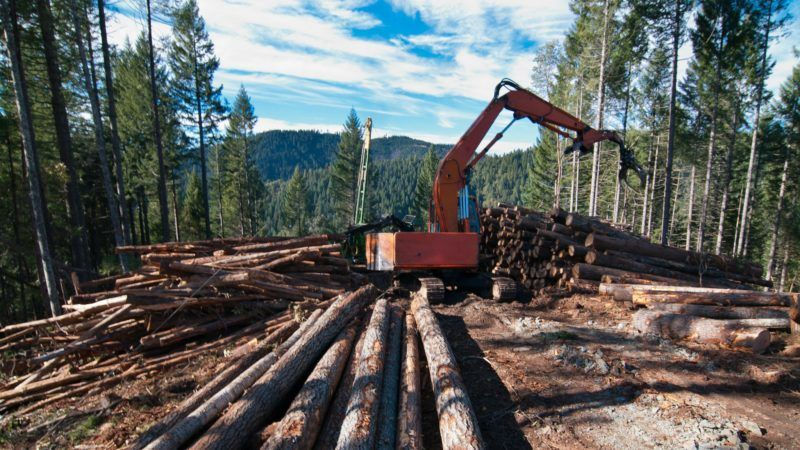 Trees being cut down for paper production