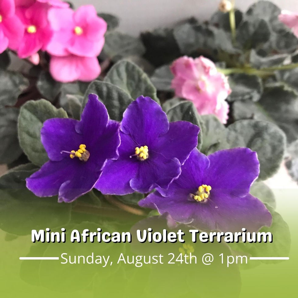 Mini African Violet Terrarium